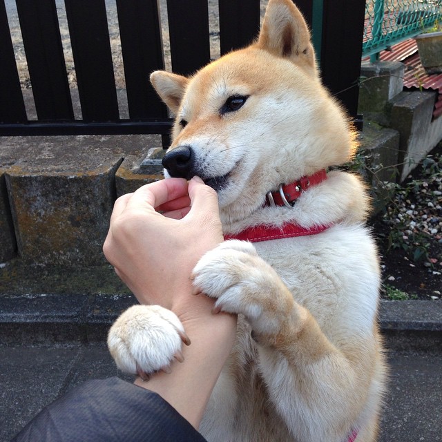 “法甲最后攻坚战:豪门拼抢冠军,悬念不断”,法甲的豪门