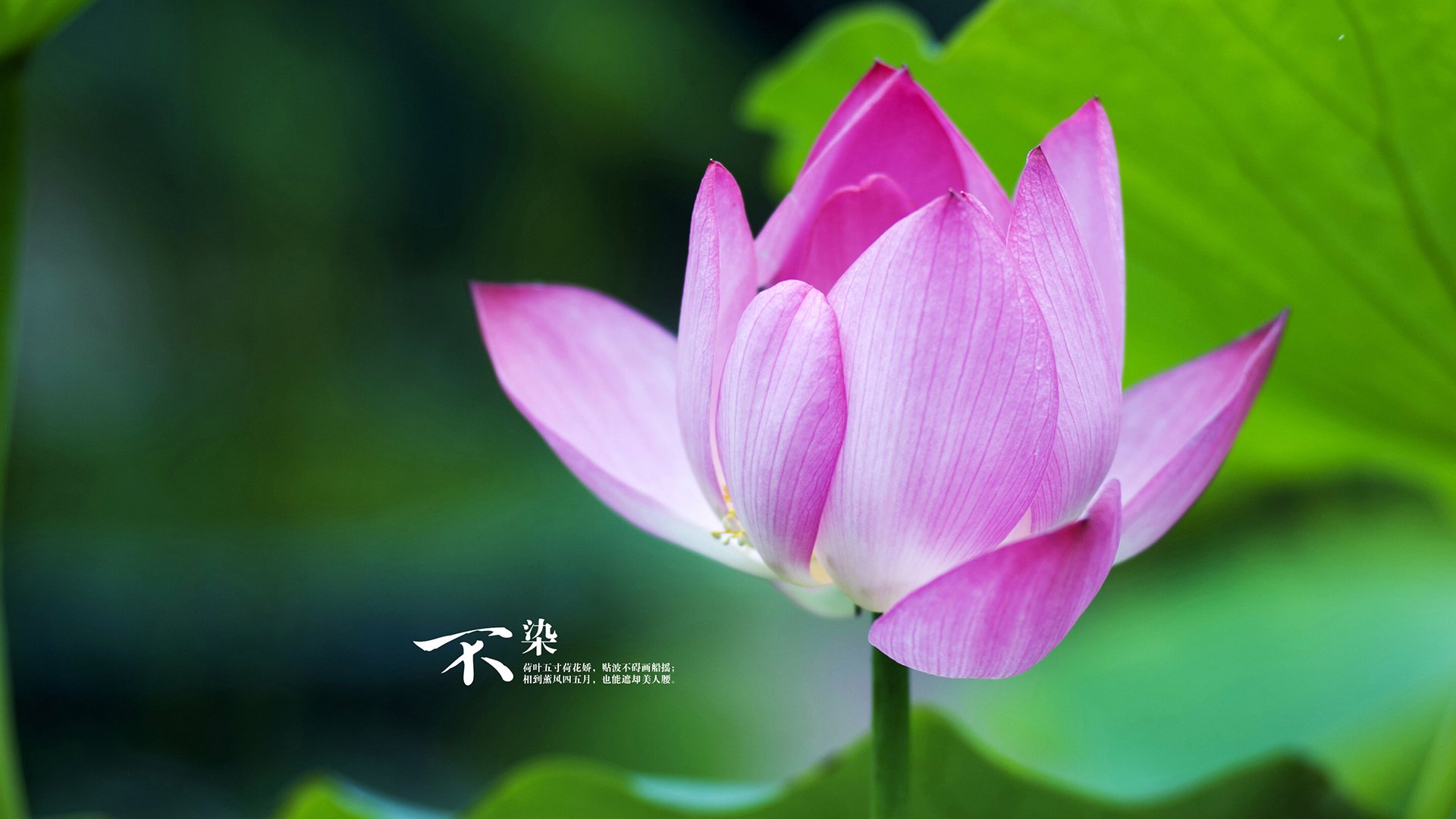 _篮网团队合作无间,联盟第一位置稳固_,篮网合体