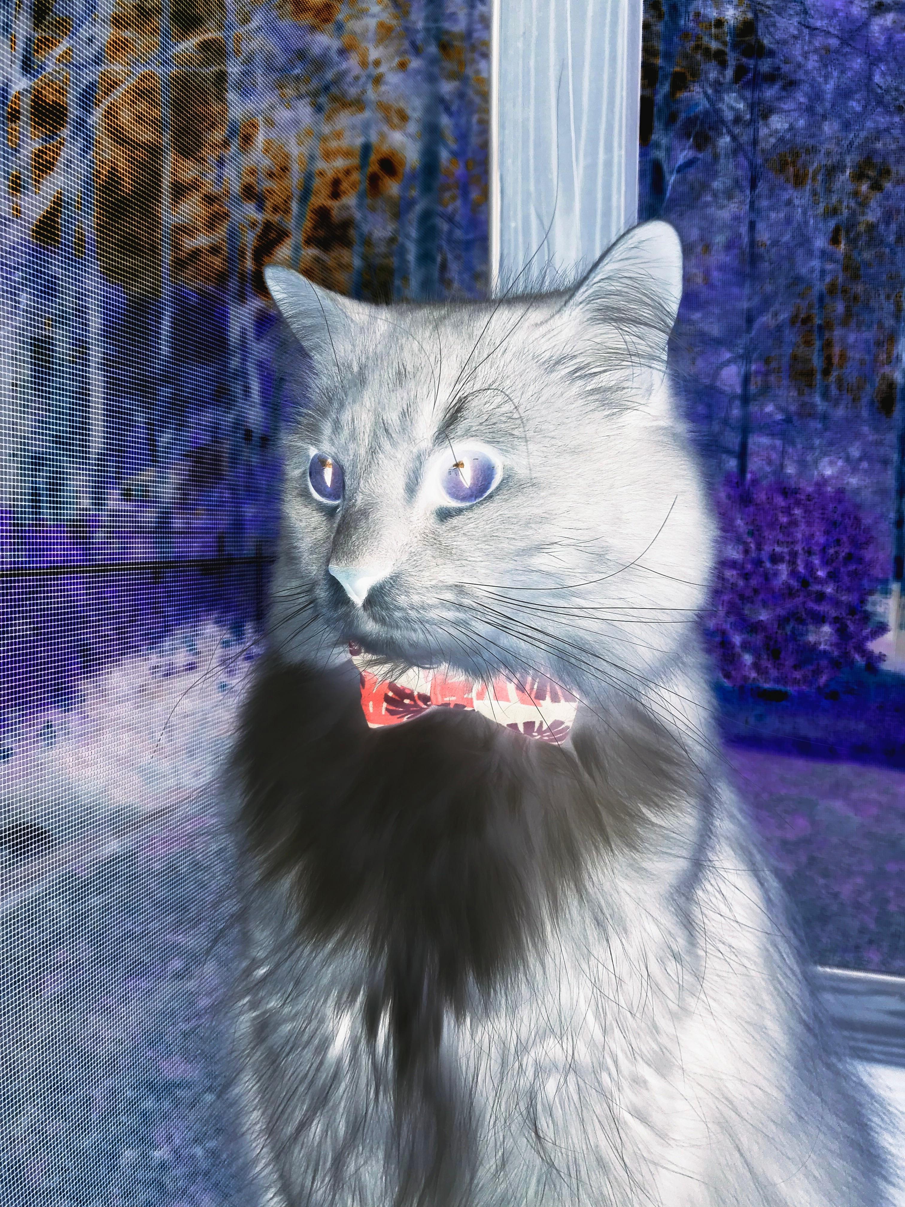 “雪地传说：白色战场上的速度传奇”，雪地传说书籍