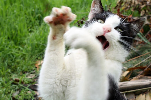 九游网游官网-《Valorant战术大师赛，’新星’逆袭夺冠》