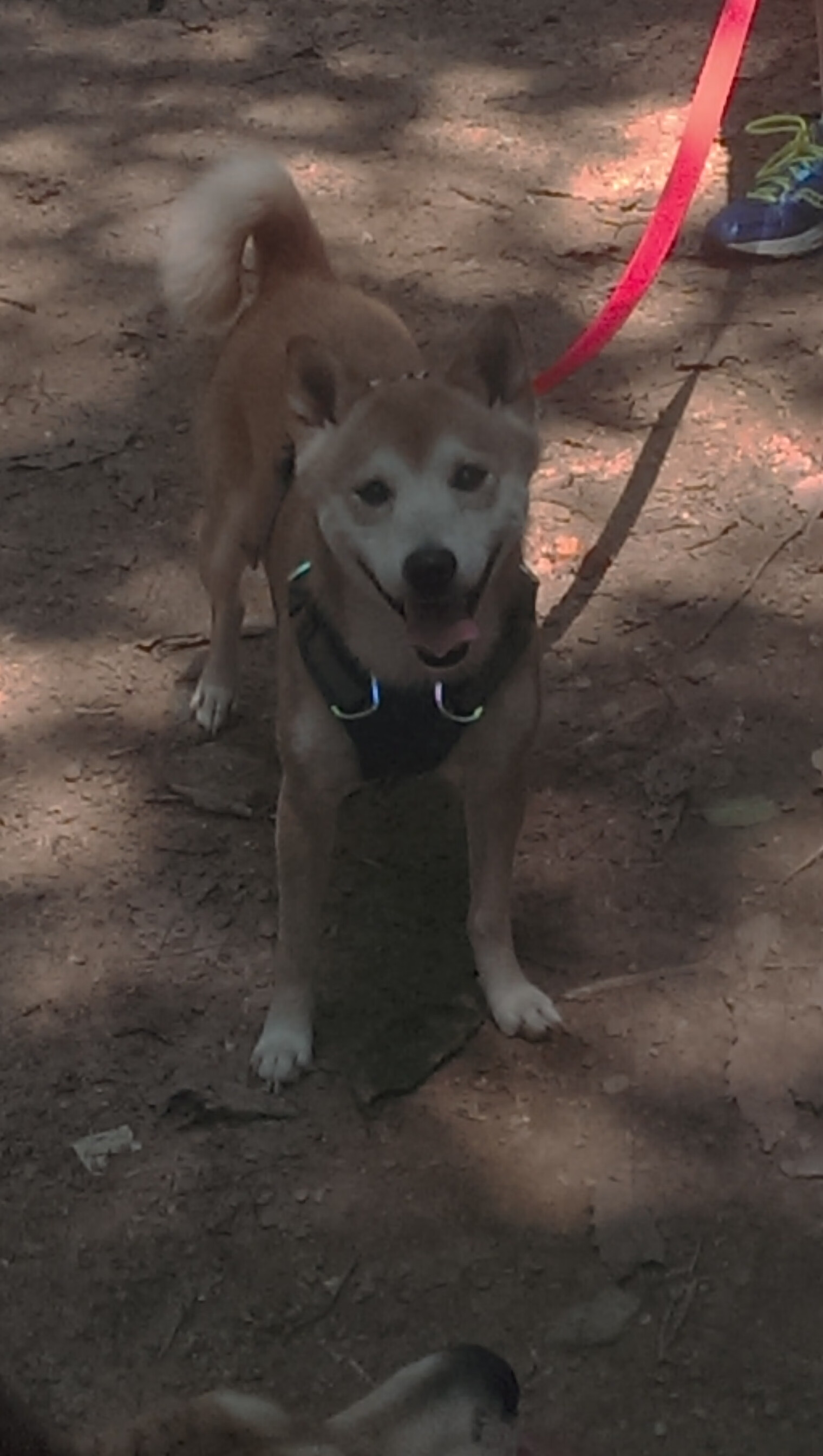 中国篮球公共资源共享平台上线,助推全民健身,篮球联赛公众号