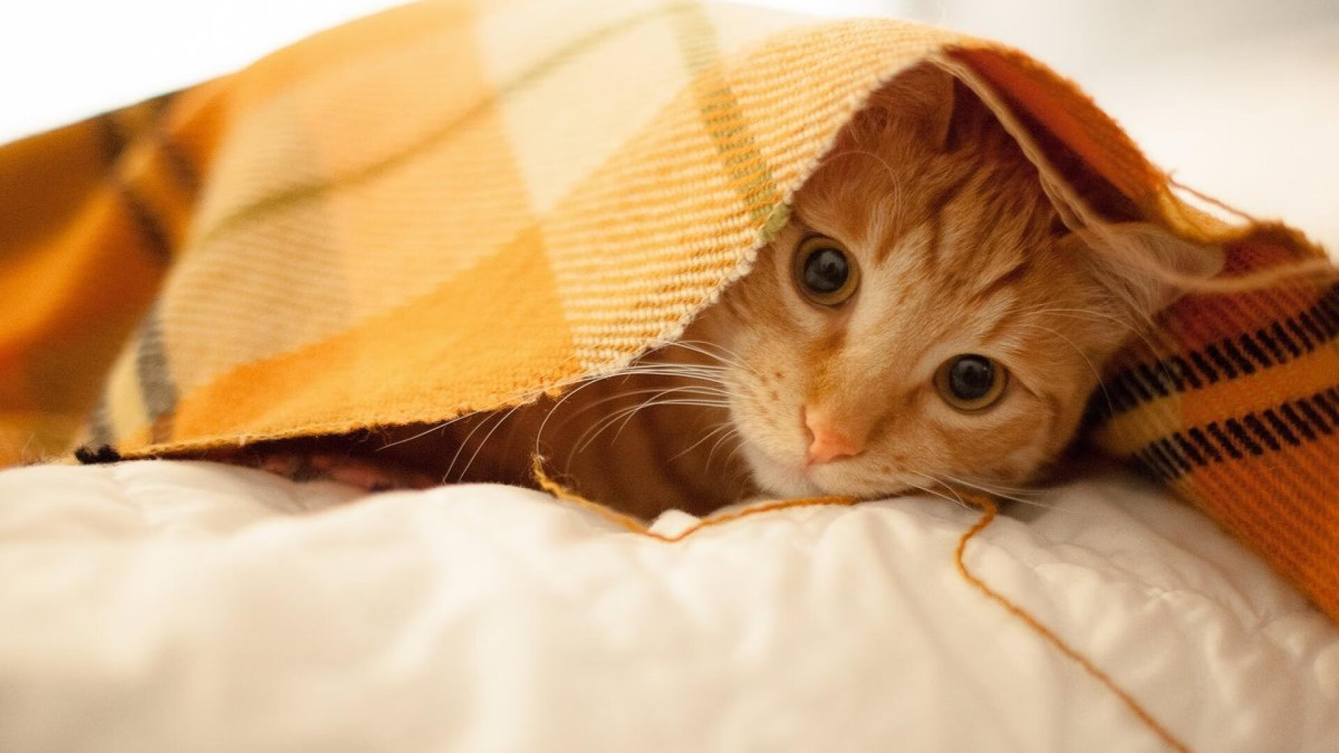 全市马拉松志愿者争霸赛,团队合作的力量,马拉松志愿者竞赛组是干什么的